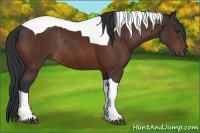 Horse Color:Bay Tobiano Rabicano 