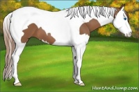 Horse Color:Chestnut Splash Tobiano