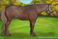 Horse Color:Liver Chestnut 