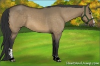 Horse Color:Buckskin Dun Sabino 