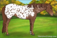 Horse Color:Chestnut Appaloosa 