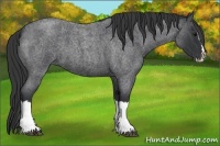 Horse Color:Blue Roan Splash 