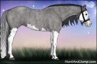 Horse Color:Blue Roan Splash 