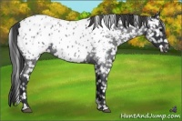 Horse Color:Blue Roan Appaloosa 