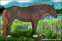 Horse Color:Liver Chestnut Rabicano 