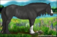 Horse Color:Liver Chestnut Rabicano