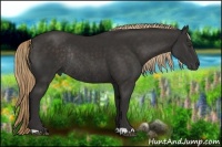 Horse Color:Liver Chestnut Rabicano 