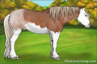 Horse Color:Chestnut Splash Appaloosa 