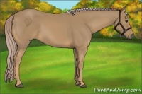 Horse Color:Palomino 