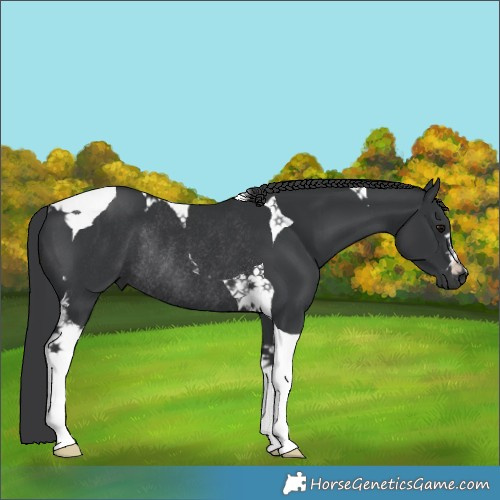 Horse Color:Black Tobiano Rabicano 