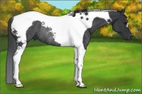 Horse Color:Black Tobiano Rabicano