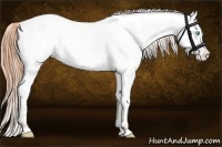 Horse Color:Buckskin Ice Pearl Dun Appaloosa 
