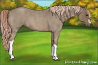 Horse Color:Chocolate Palomino Roan