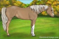 Horse Color:Palomino