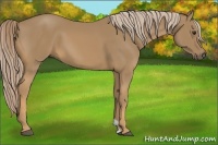 Horse Color:Palomino