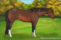 Horse Color:Bay 