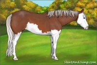 Horse Color:Silver Bay Roan Splash 