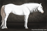 Horse Color:Liver Chestnut Pearl Appaloosa 
