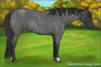 Horse Color:Blue Roan
