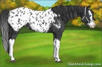 Horse Color:Black Splash Appaloosa 