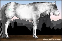 Horse Color:White Spotted Black