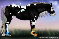 Horse Color:Nacre Bay Ice Onyx Sabino Frame Rabicano 