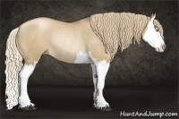 Horse Color:Liver Red Dun Pearl Splash Rabicano 