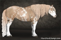 Horse Color:Liver Chestnut Pearl Sabino Splash Rabicano 