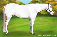 Horse Color:Bay Roan Blanket