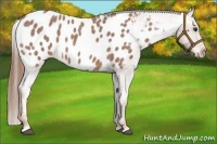 Horse Color:Red Roan Sabino Appaloosa