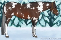 Horse Color:White Spotted Bay 