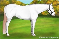 Horse Color:Sable Champagne Dun Appaloosa