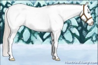 Horse Color:White Spotted Palomino Pearl Dun Appaloosa