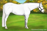 Horse Color:White Spotted Palomino Pearl Splash Appaloosa 