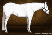 Horse Color:White Spotted Red Dun Appaloosa 