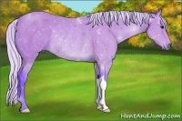 Horse Color:Watercolor Silver Bay Rabicano 