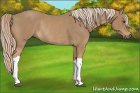 Horse Color:Palomino Rabicano