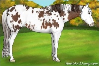Horse Color:White Spotted Liver Chestnut Splash Appaloosa