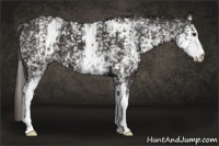 Horse Color:White Spotted Liver Chestnut 