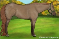 Horse Color:Liver Red Dun 