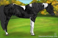 Horse Color:Black Ice Tobiano