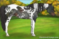 Horse Color:White Spotted Liver Chestnut Tobiano 