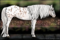 Horse Color:Silver Brown Roan Frame Appaloosa