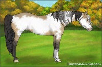Horse Color:Buckskin Dun Frame 