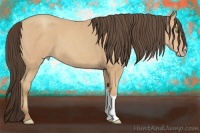 Horse Color:Amber Champagne 