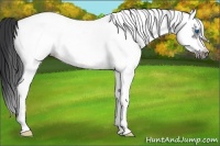 Horse Color:White Spotted Black Splash Frame 