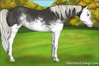 Horse Color:White Spotted Liver Chestnut Splash 