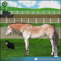 Horse Color:White Spotted Bay Splash  and White Spotted Bay Splash 