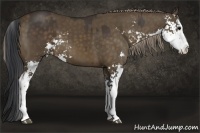 Horse Color:Brown Sabino and Chocolate Palomino Sabino Splash