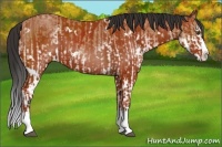 Horse Color:White Spotted Buckskin Splash  and White Spotted Bay Splash 